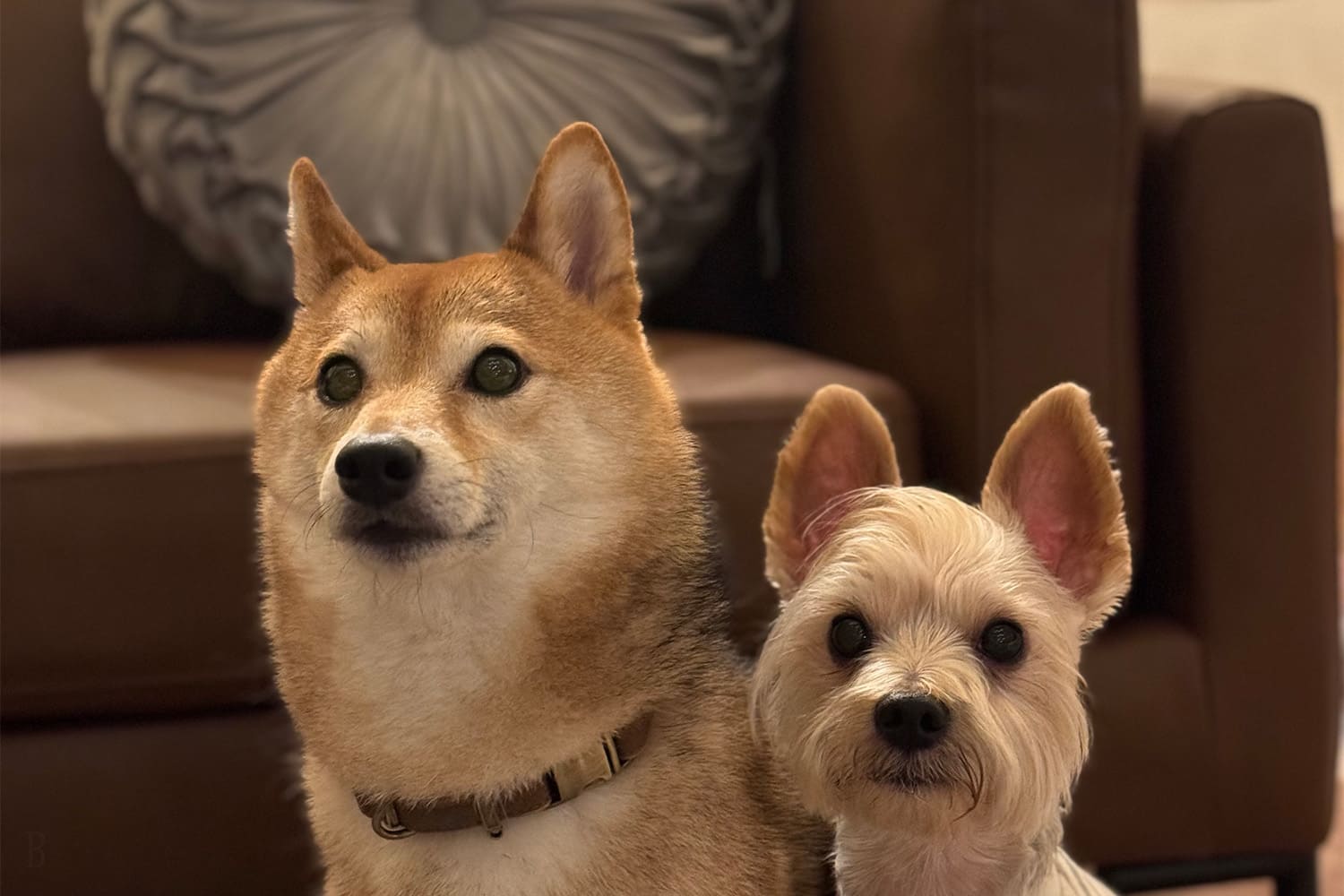 小型犬から大型犬まで愛犬の宿泊料金は「無料」